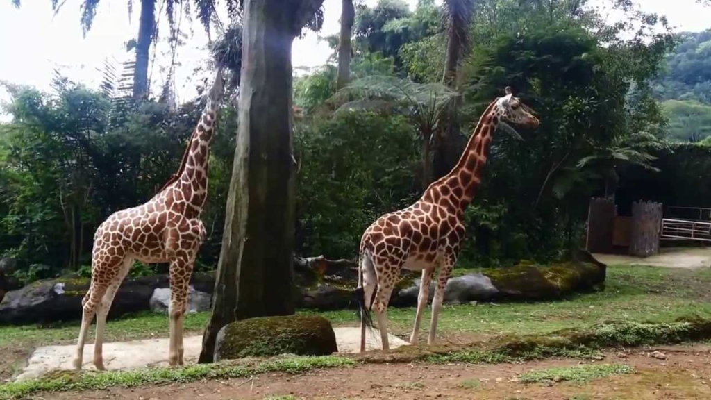Taman Safari Puncak Bogor, Tempat Rekreasi Sekaligus
